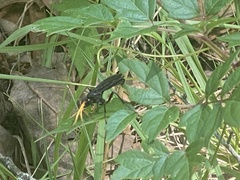Gnamptopelta