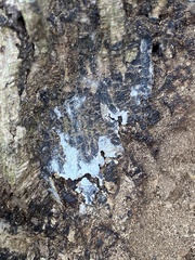 Bryophyta