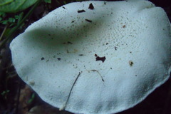Amanita chlorinosma image
