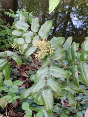 Berberis aquifolium