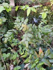 Berberis aquifolium