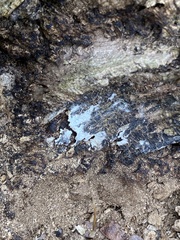 Bryophyta