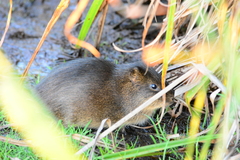 Cavia