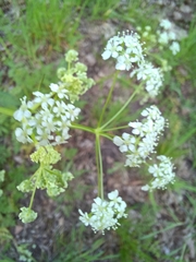 Anthriscus sylvestris
