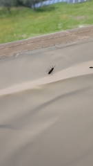 Hymenoptera