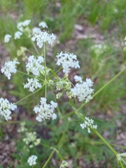 Anthriscus sylvestris