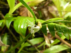 Scaphyglottis leucantha