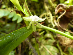 Scaphyglottis leucantha