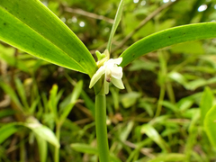 Scaphyglottis leucantha