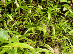 Scaphyglottis leucantha