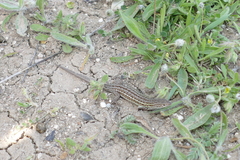 Psammodromus hispanicus