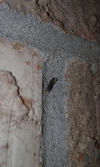 Monopis laevigella