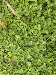 Trifolium repens