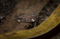 Macrobathra alternatella