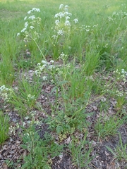 Anthriscus sylvestris