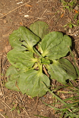 Plantago major
