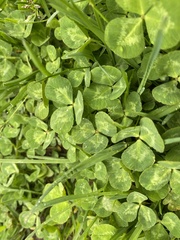 Trifolium repens