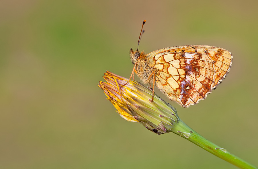 Lesser Marbled Fritillary