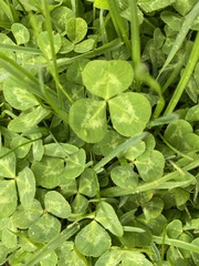 Trifolium repens