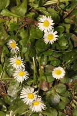 Bellis perennis