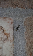 Monopis laevigella