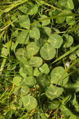 Trifolium repens