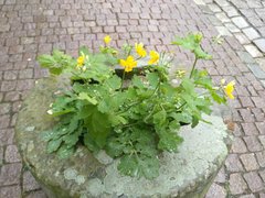 Chelidonium majus