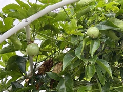 Passiflora edulis edulis