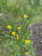 Taraxacum