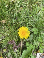 Taraxacum