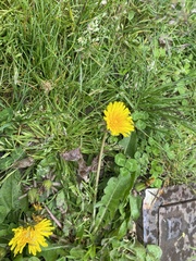 Taraxacum