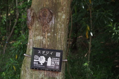 Castanopsis sieboldii