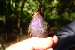 Lampornis amethystinus