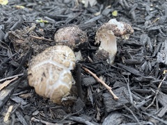 Fungi