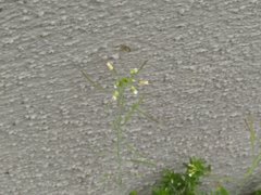 Arabidopsis thaliana