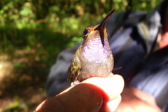 Lampornis amethystinus