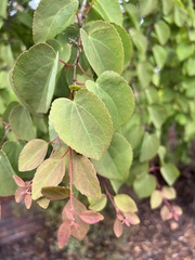 Cercidiphyllum japonicum