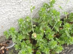 Arabidopsis thaliana