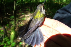 Lampornis amethystinus