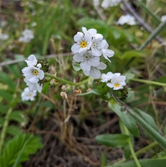 Plagiobothrys chorisianus chorisianus