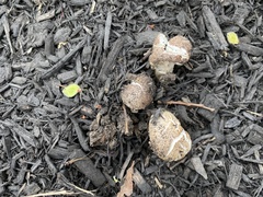 Fungi