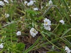 Plagiobothrys chorisianus chorisianus