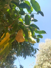 Myroxylon balsamum