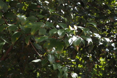 Castanopsis sieboldii