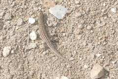 Psammodromus hispanicus