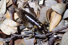 Hemiandrus luna