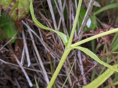 Plagiobothrys chorisianus chorisianus