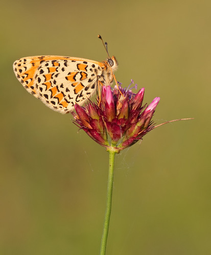 Lesser Spotted Fritillary