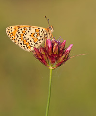 Melitaea trivia