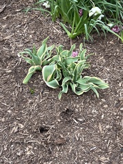 Tulipa